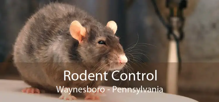 Rodent Control Waynesboro - Pennsylvania