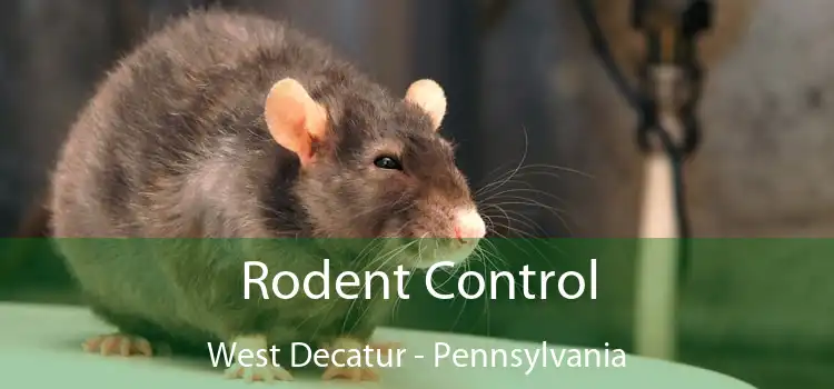 Rodent Control West Decatur - Pennsylvania