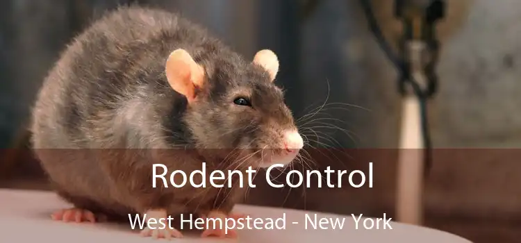 Rodent Control West Hempstead - New York