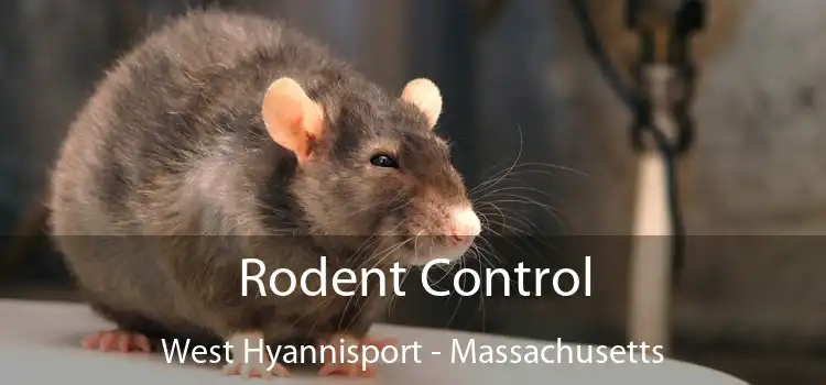 Rodent Control West Hyannisport - Massachusetts