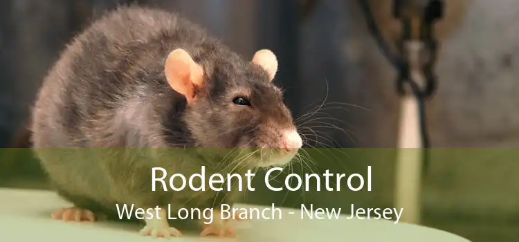 Rodent Control West Long Branch - New Jersey