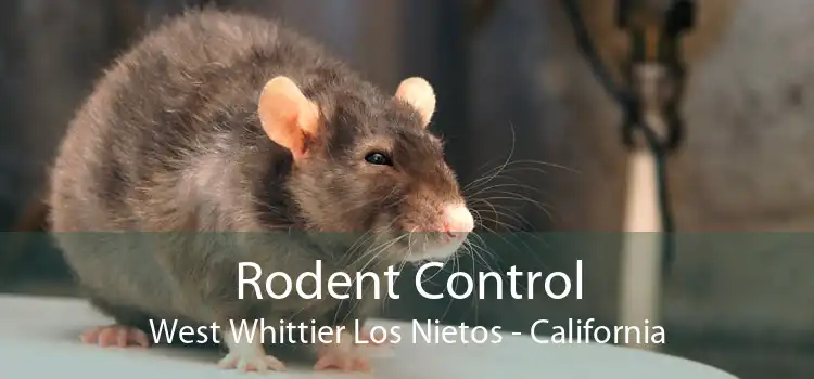 Rodent Control West Whittier Los Nietos - California