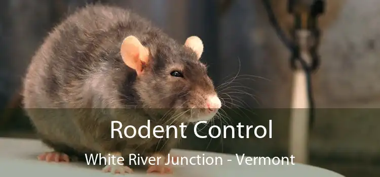 Rodent Control White River Junction - Vermont