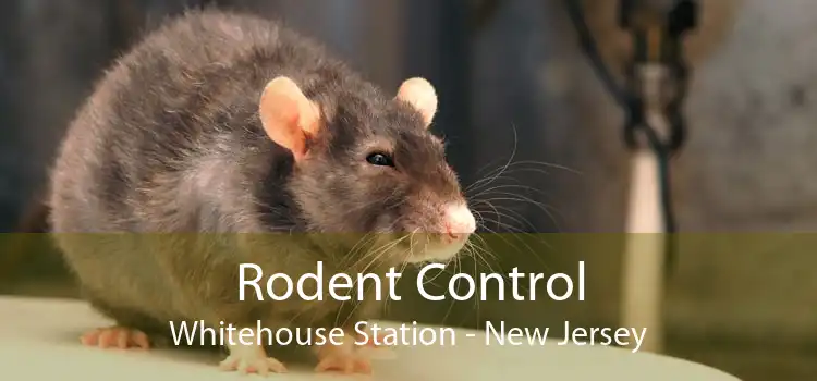 Rodent Control Whitehouse Station - New Jersey
