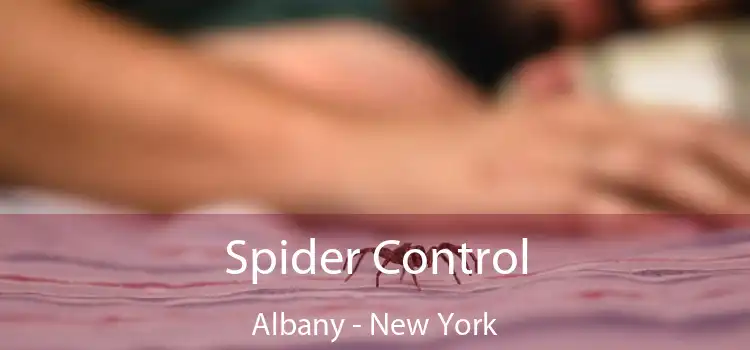 Spider Control Albany - New York