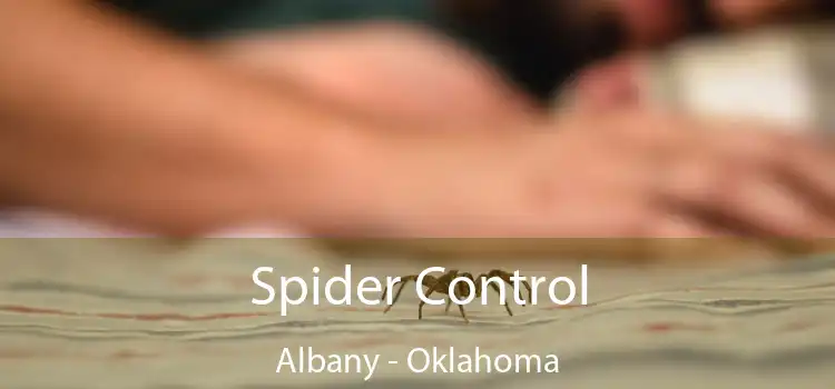 Spider Control Albany - Oklahoma