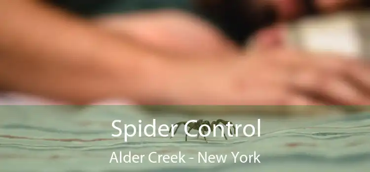 Spider Control Alder Creek - New York