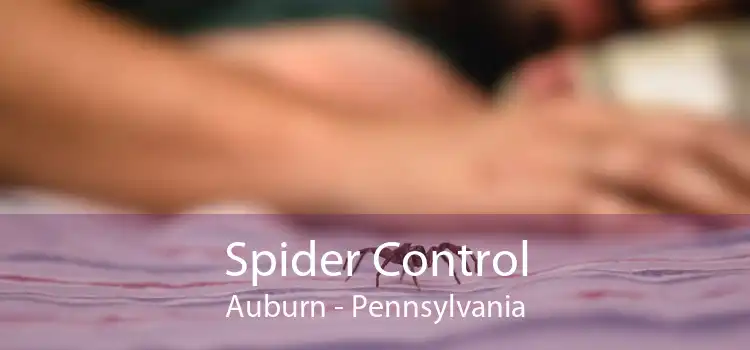 Spider Control Auburn - Pennsylvania