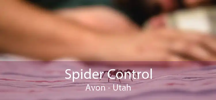 Spider Control Avon - Utah
