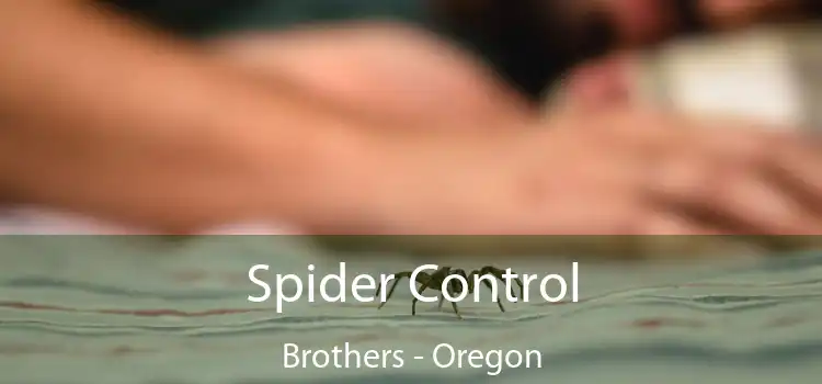 Spider Control Brothers - Oregon