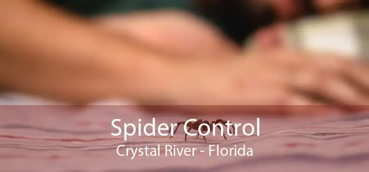 Spider Control Crystal River - Florida