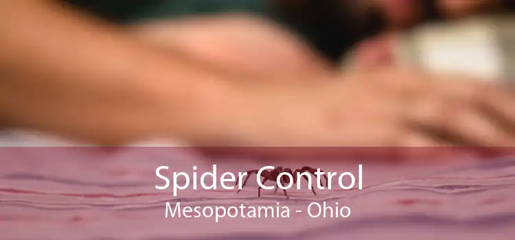 Spider Control Mesopotamia - Ohio