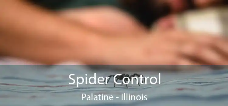 Spider Control Palatine - Illinois