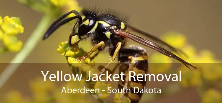 Yellow Jacket Removal Aberdeen - South Dakota
