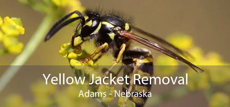 Yellow Jacket Removal Adams - Nebraska