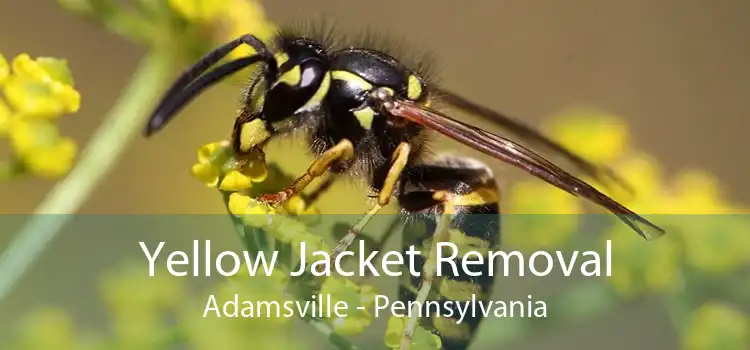 Yellow Jacket Removal Adamsville - Pennsylvania