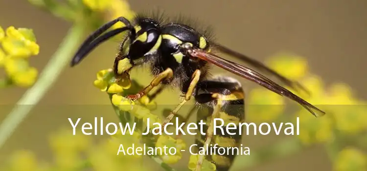 Yellow Jacket Removal Adelanto - California