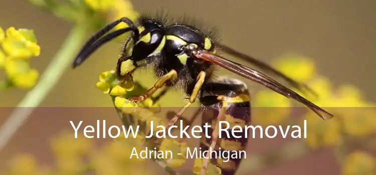 Yellow Jacket Removal Adrian - Michigan