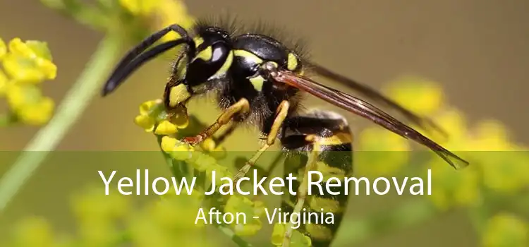 Yellow Jacket Removal Afton - Virginia