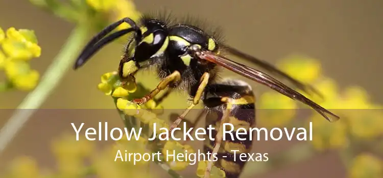 Yellow Jacket Removal Airport Heights - Texas