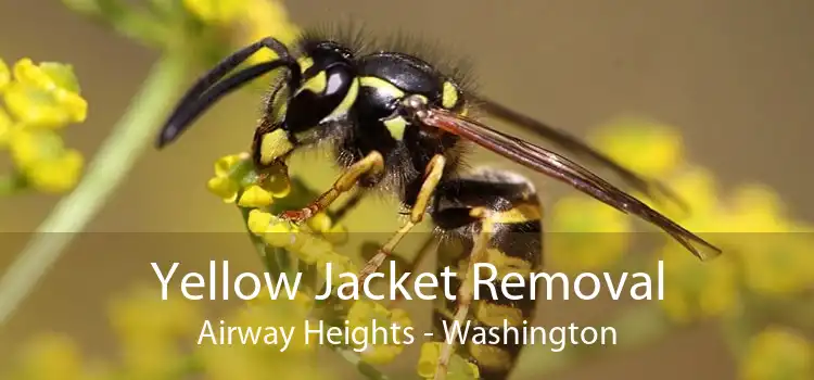 Yellow Jacket Removal Airway Heights - Washington