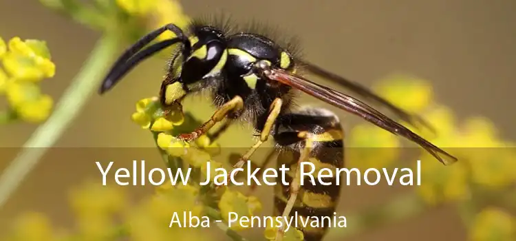 Yellow Jacket Removal Alba - Pennsylvania