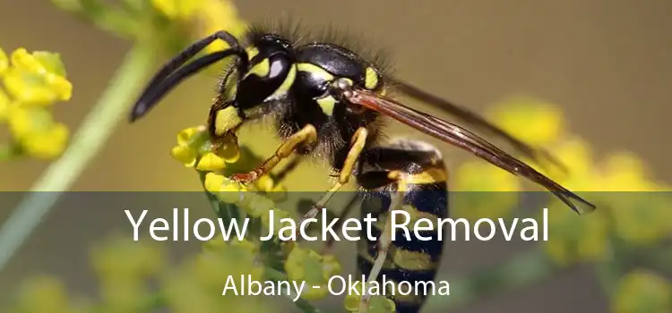 Yellow Jacket Removal Albany - Oklahoma