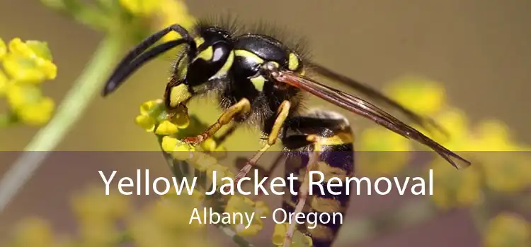 Yellow Jacket Removal Albany - Oregon
