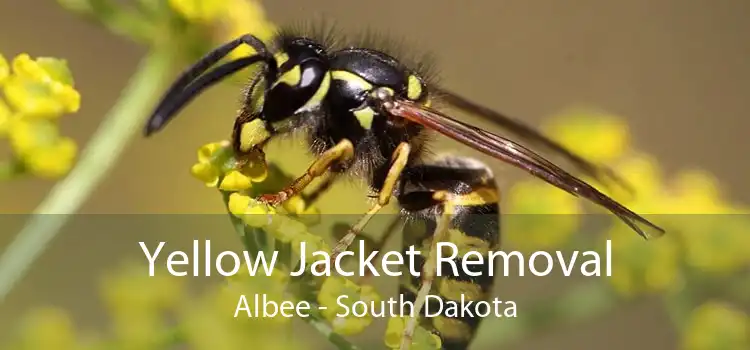Yellow Jacket Removal Albee - South Dakota