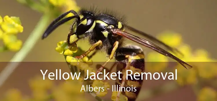 Yellow Jacket Removal Albers - Illinois