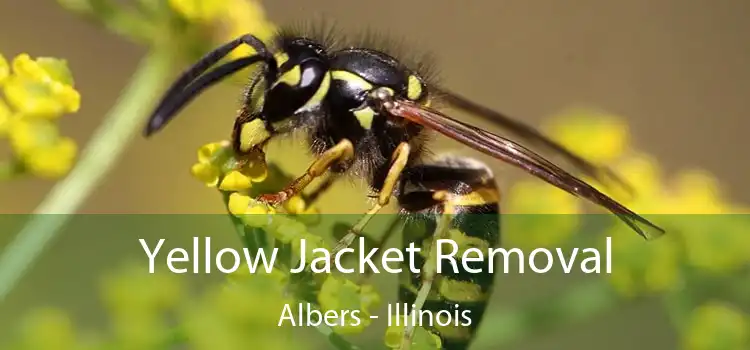 Yellow Jacket Removal Albers - Illinois