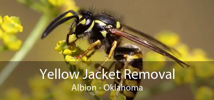 Yellow Jacket Removal Albion - Oklahoma