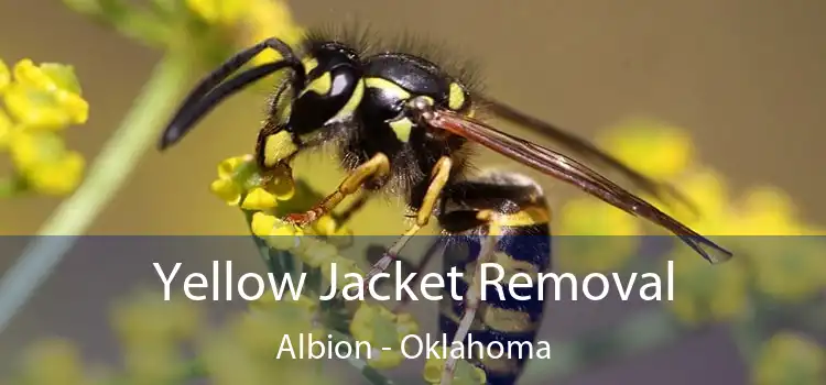 Yellow Jacket Removal Albion - Oklahoma