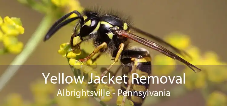 Yellow Jacket Removal Albrightsville - Pennsylvania