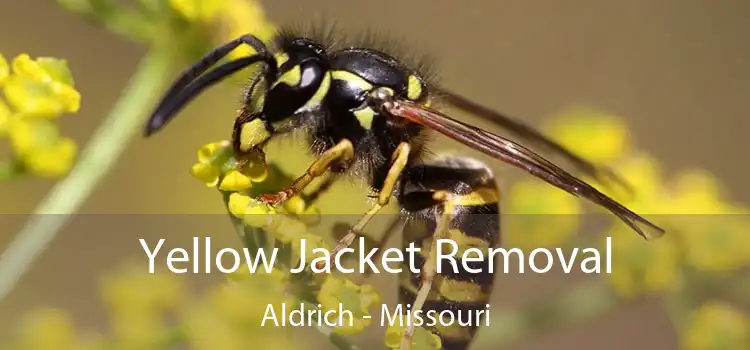 Yellow Jacket Removal Aldrich - Missouri