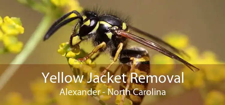 Yellow Jacket Removal Alexander - North Carolina