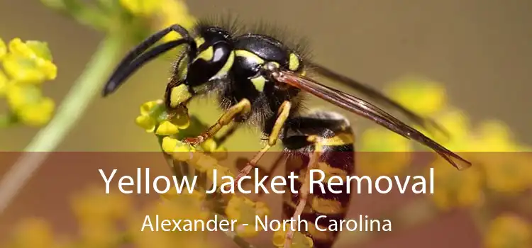 Yellow Jacket Removal Alexander - North Carolina