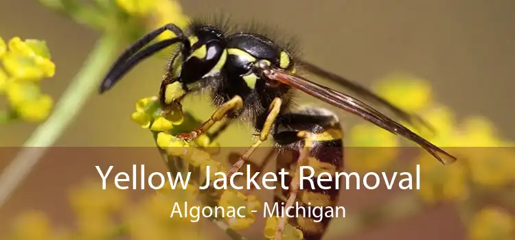 Yellow Jacket Removal Algonac - Michigan