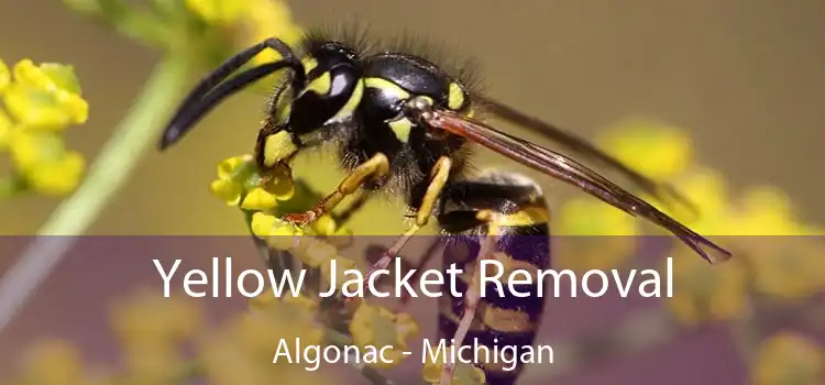 Yellow Jacket Removal Algonac - Michigan