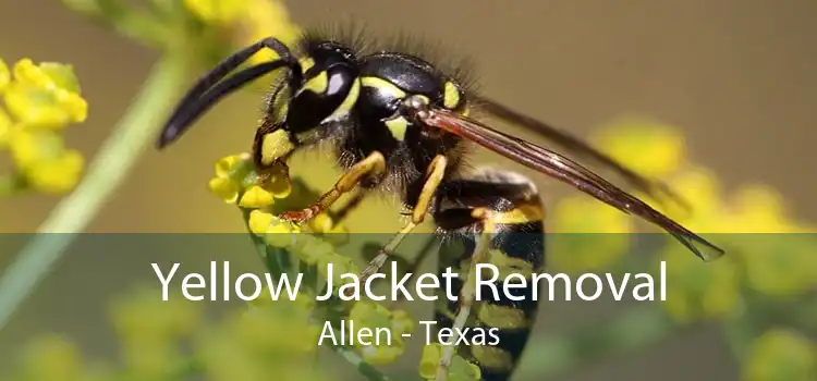 Yellow Jacket Removal Allen - Texas
