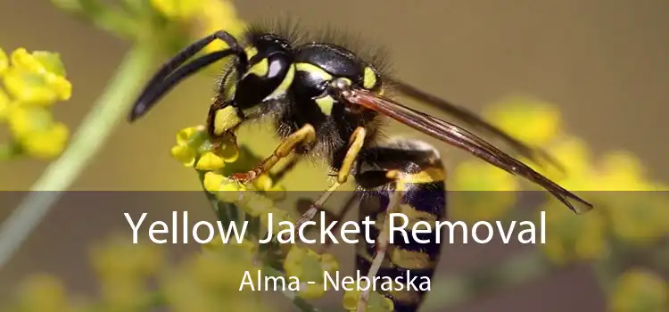 Yellow Jacket Removal Alma - Nebraska