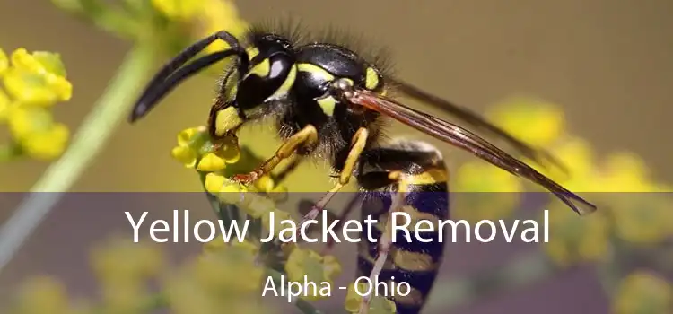 Yellow Jacket Removal Alpha - Ohio