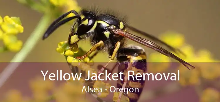 Yellow Jacket Removal Alsea - Oregon
