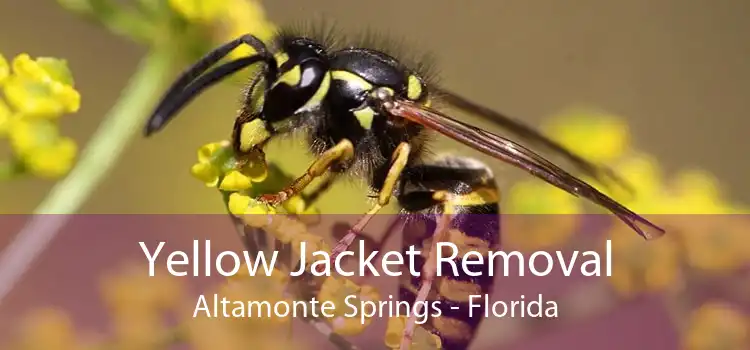 Yellow Jacket Removal Altamonte Springs - Florida