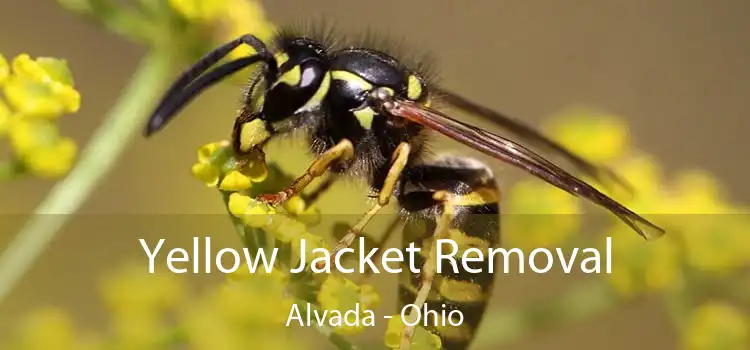 Yellow Jacket Removal Alvada - Ohio