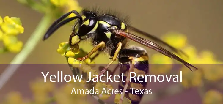 Yellow Jacket Removal Amada Acres - Texas