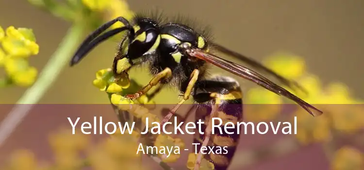 Yellow Jacket Removal Amaya - Texas