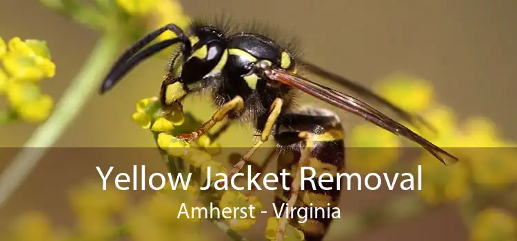 Yellow Jacket Removal Amherst - Virginia