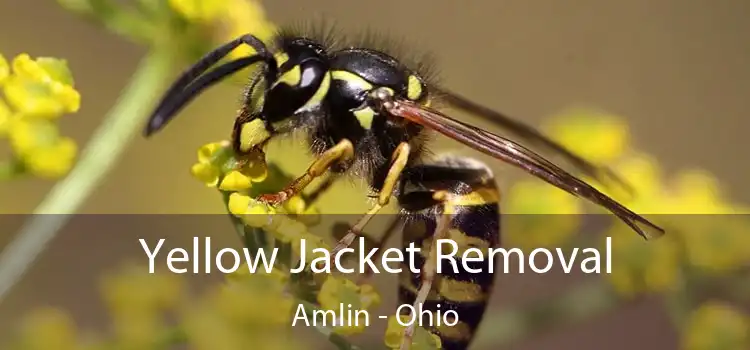 Yellow Jacket Removal Amlin - Ohio