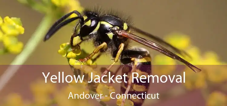 Yellow Jacket Removal Andover - Connecticut